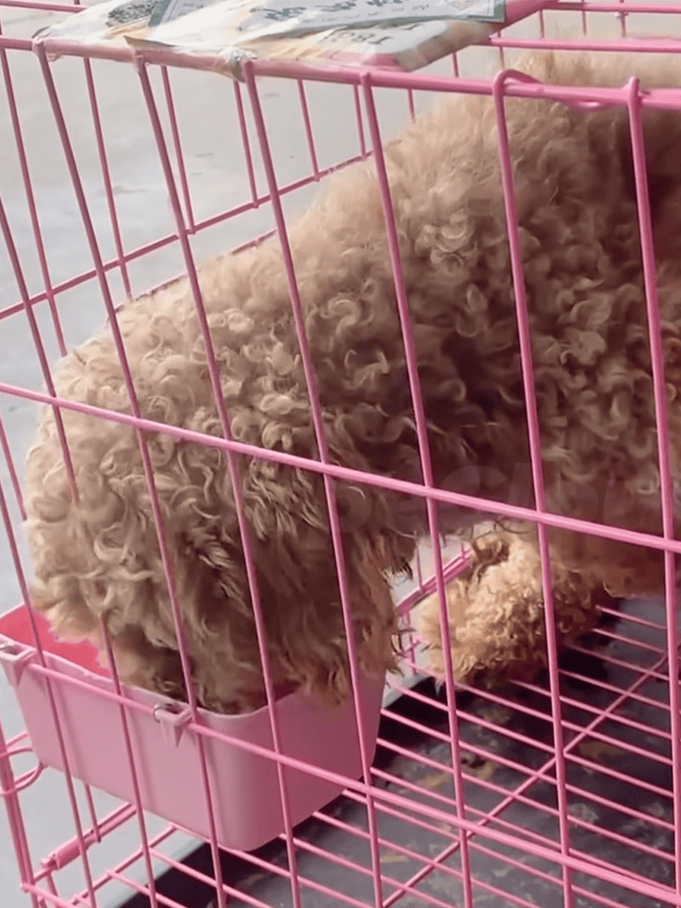 Adorable curly-haired poodle puppy in a pink wire cage feeding from a white bowl. Perfect for dog rescue and pet care.