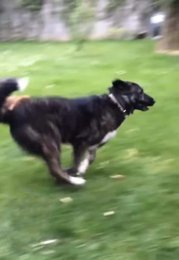 Dog running fast in a grassy yard, showcasing agility and energy.