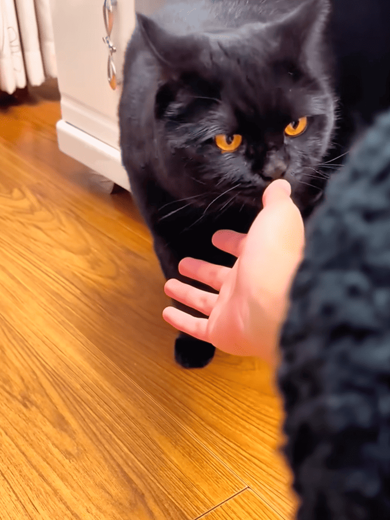 Close-up of black cat gently touching a child's hand, playful and curious feline behavior.