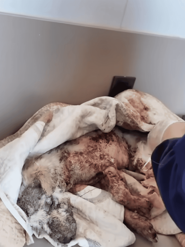 Adorable puppy resting on blankets after veterinary care. Calm and cozy recovery scene.