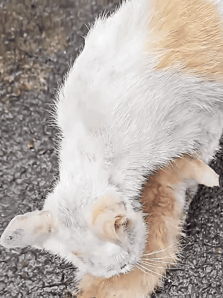 Adorable dog exploring outdoors, captured in a charming moment on gravel.