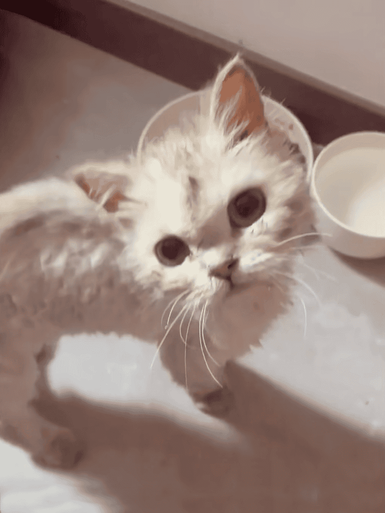 Adorable white kitten with big expressive eyes sitting on the floor.