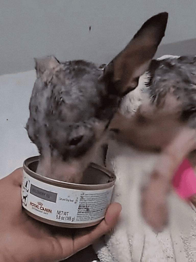 Dog eating wet dog food from a can.