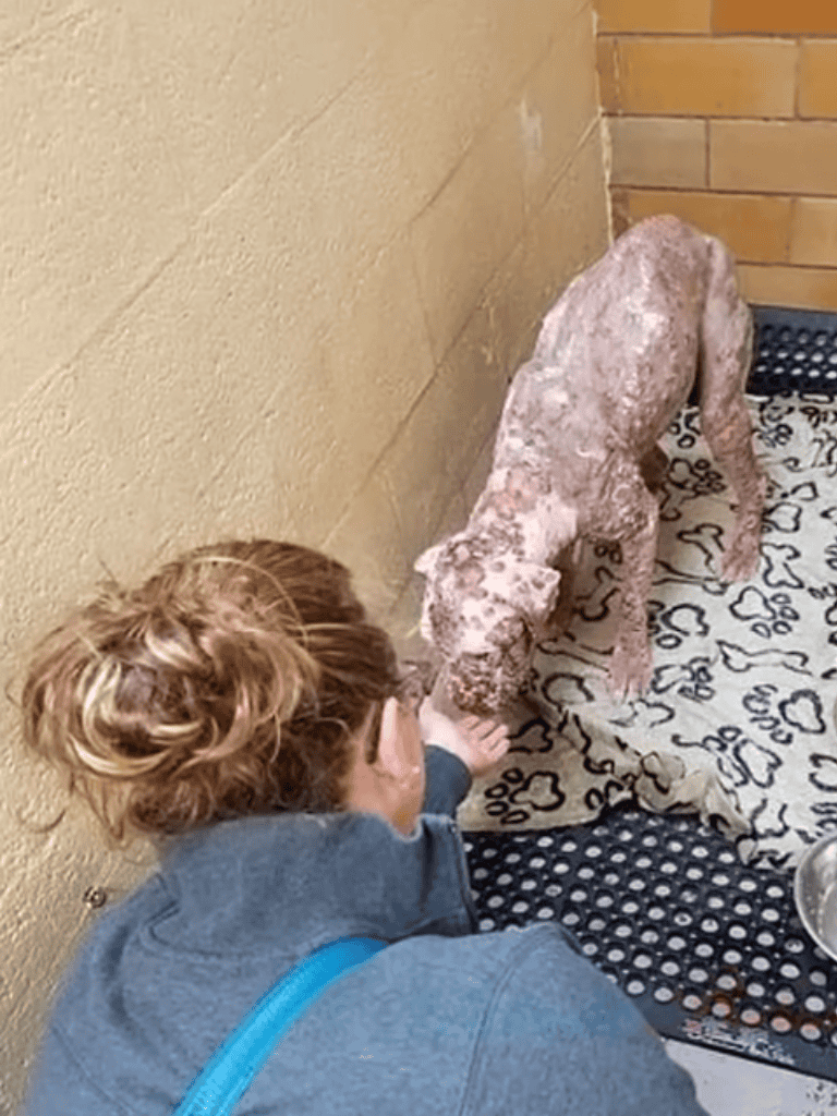 Dog being examined by owner.