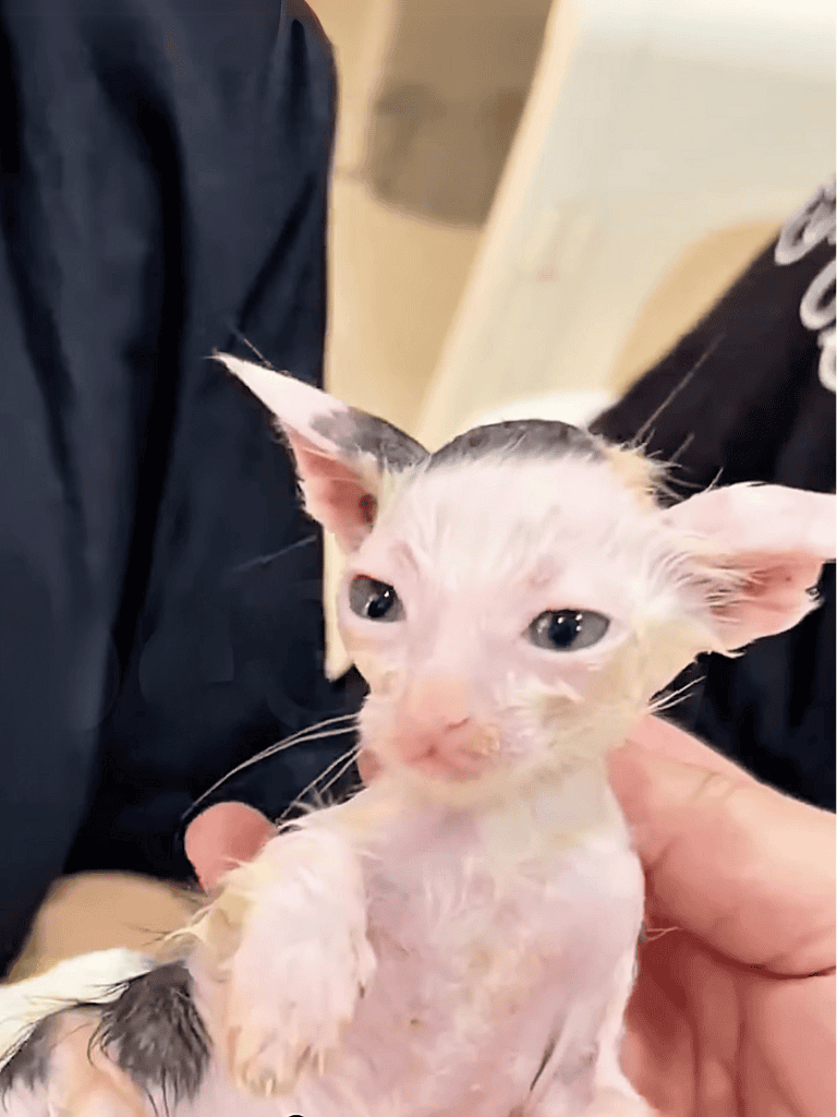 Adorable wet kitten, rescued and cared for, showcasing pet rescue and animal care.