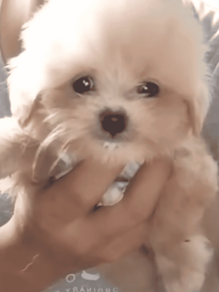 Cute fluffy puppy, dog grooming, and puppy health tips.