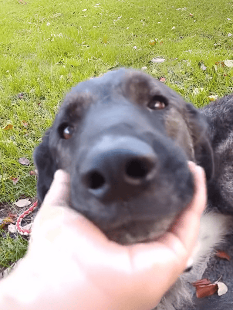 Adorable playful puppy smiling during outdoor playtime.