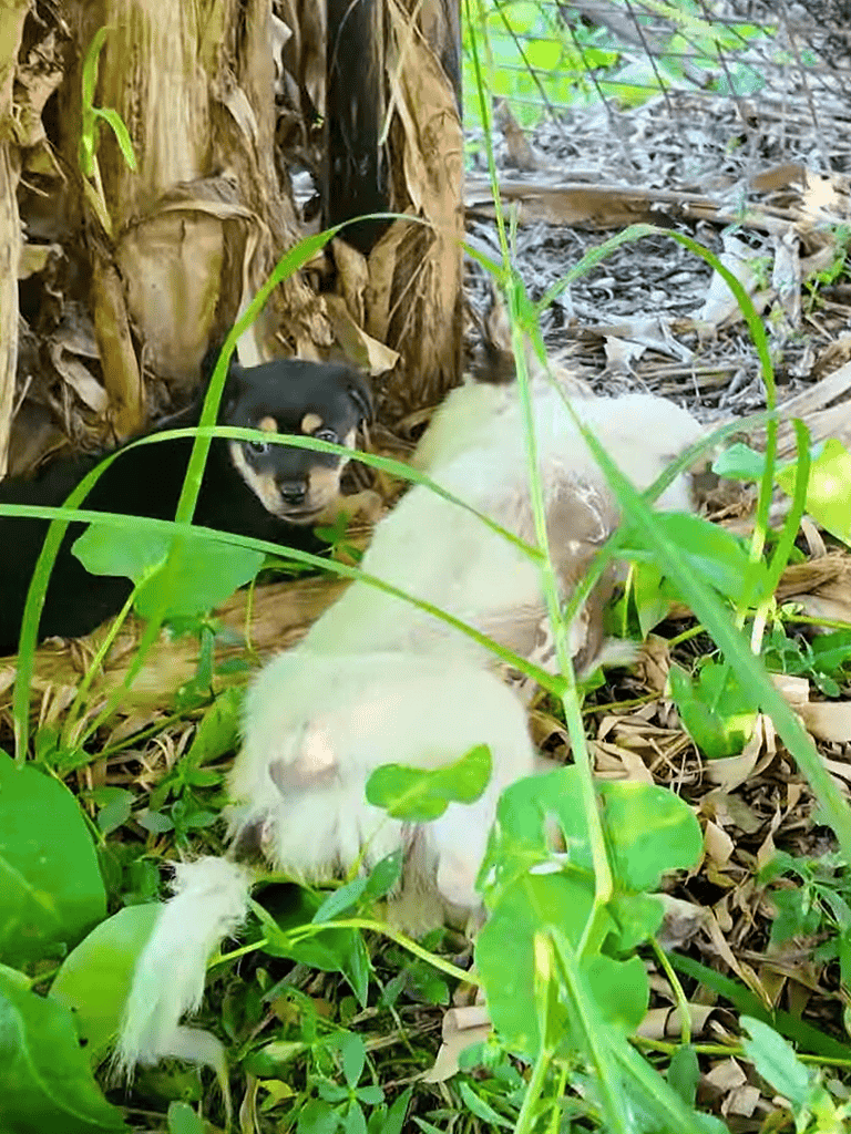 Adorable puppies in dense jungle environment, highlighting dog rescue and animal care in natural settings.