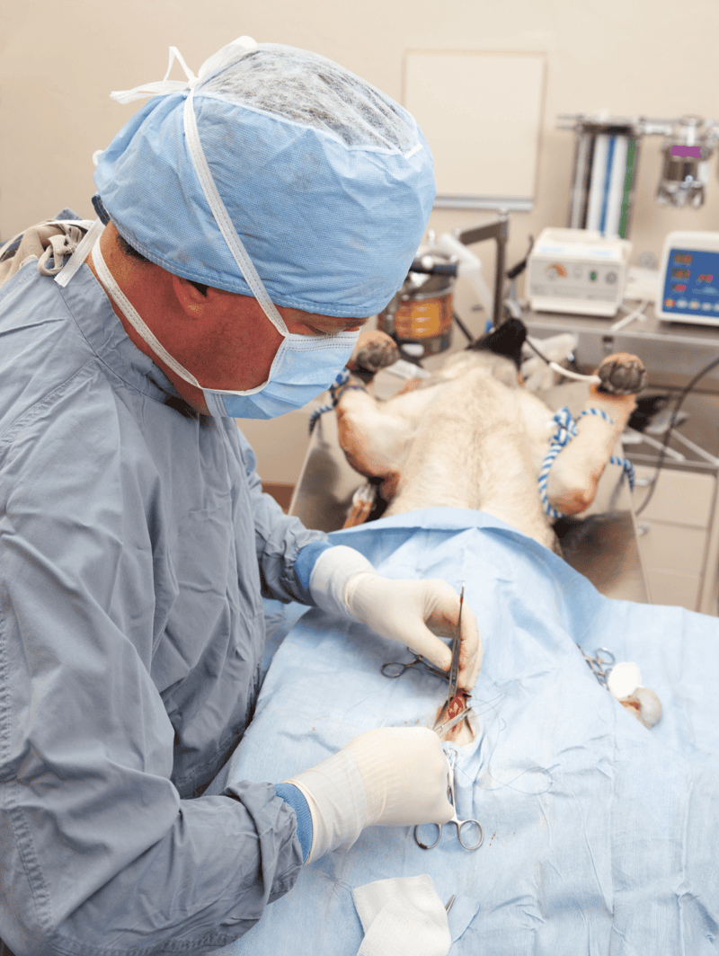 Veterinarian in surgical mask performing dog surgery in hospital.