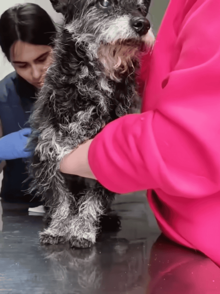 Caring for a cute puppy at a veterinary clinic, highlights professional pet care.