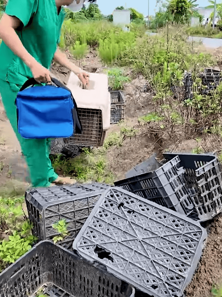 Rescuing plants from damage with skilled intervention in a garden or outdoor space.