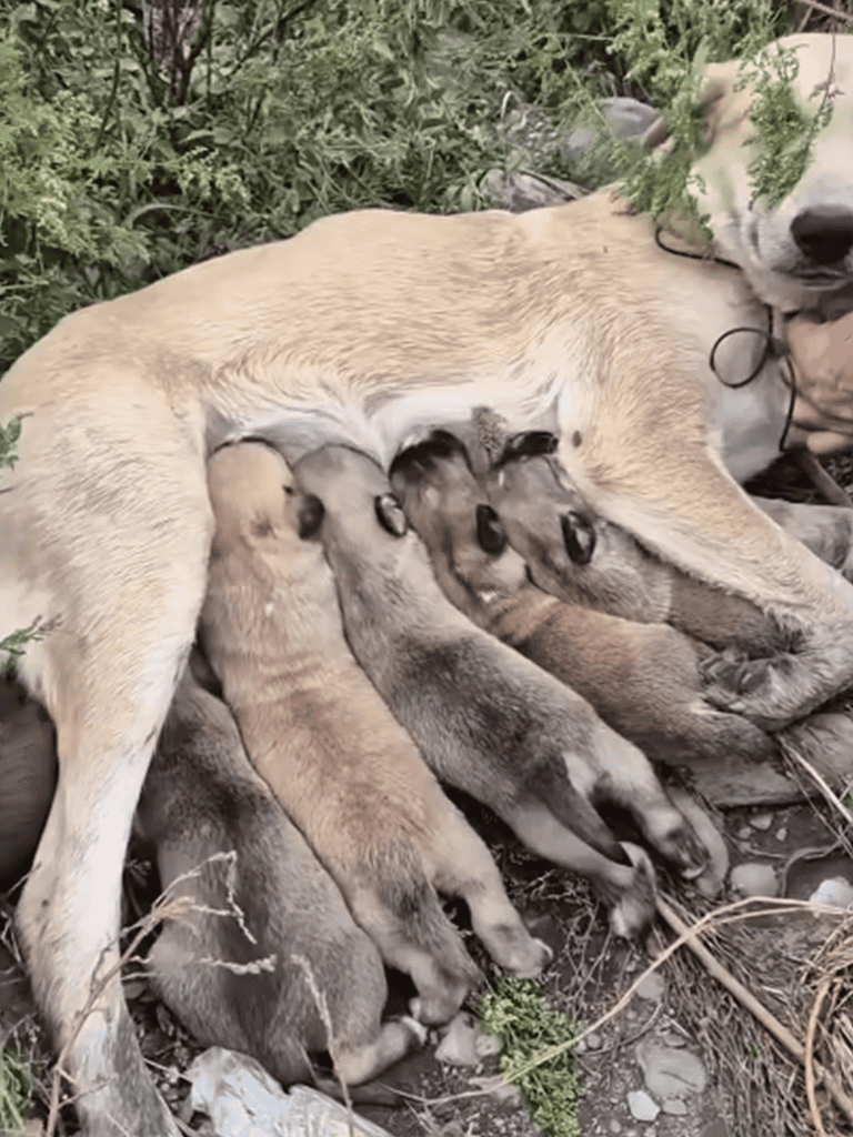 Mother dog nursing playful puppies outdoors in natural environment.