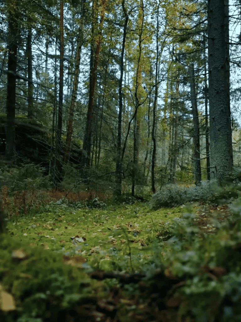 Serene forest with tall trees and lush greenery, ideal for outdoor adventures with your dog.