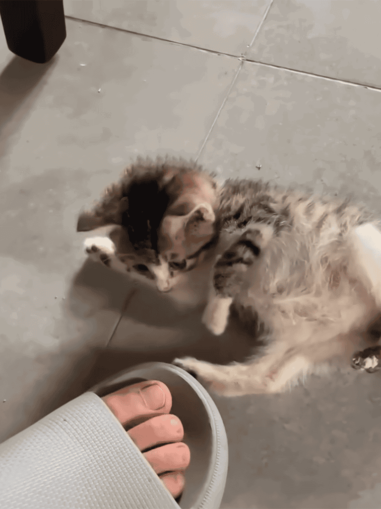 Cute kitten playing with a human foot and slipper on tiled floor.