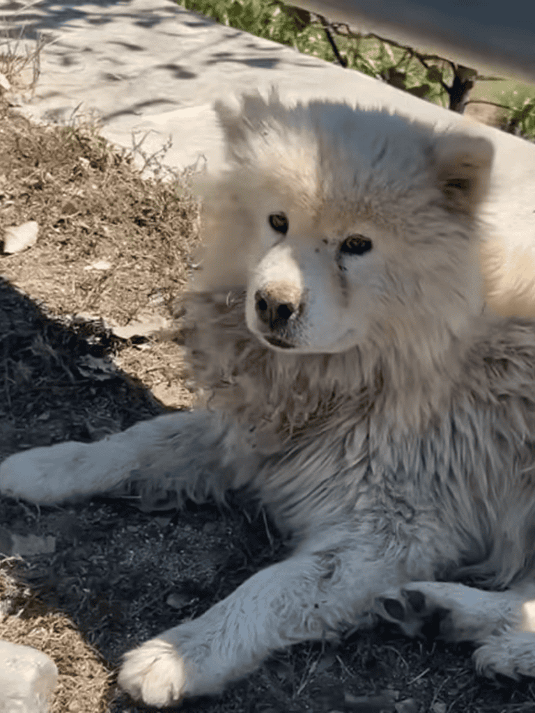 Arctic dog puppy resting on dirt outdoors with fluffy white fur and adorable expression.