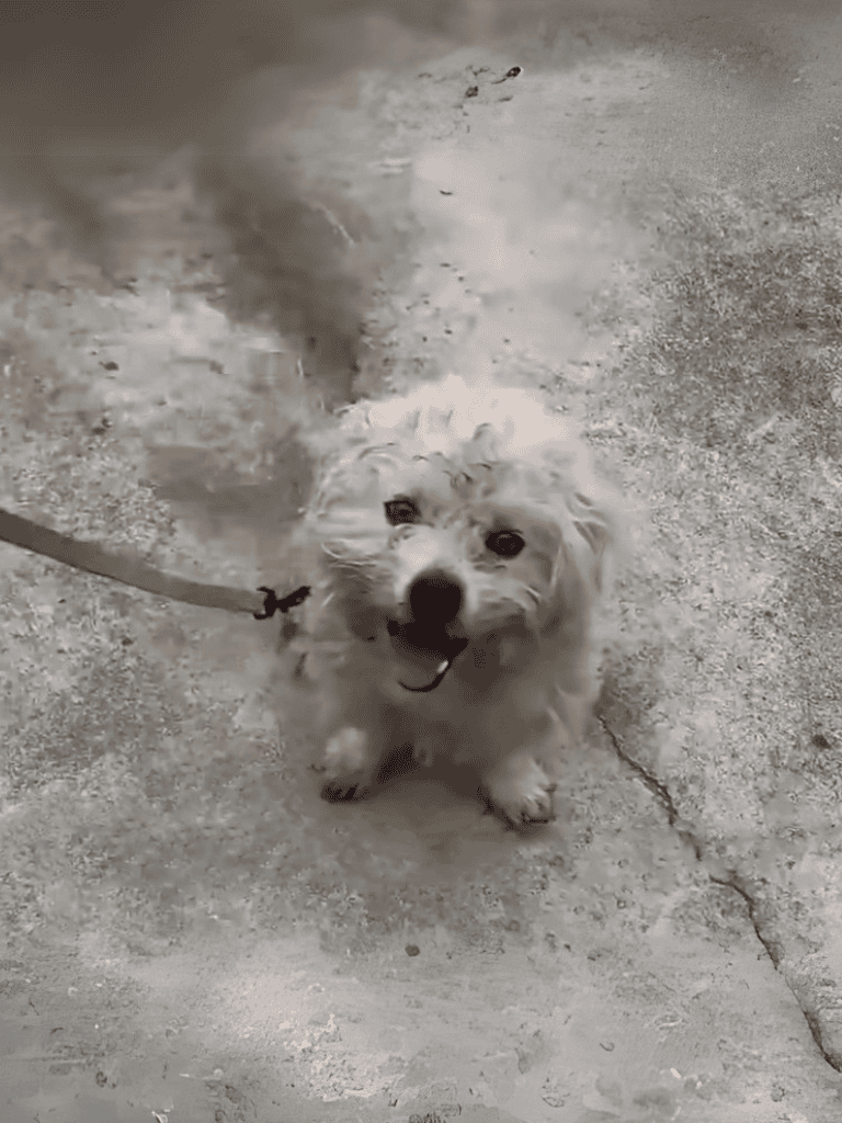 Cute fluffy dog shaking off water on concrete surface.
