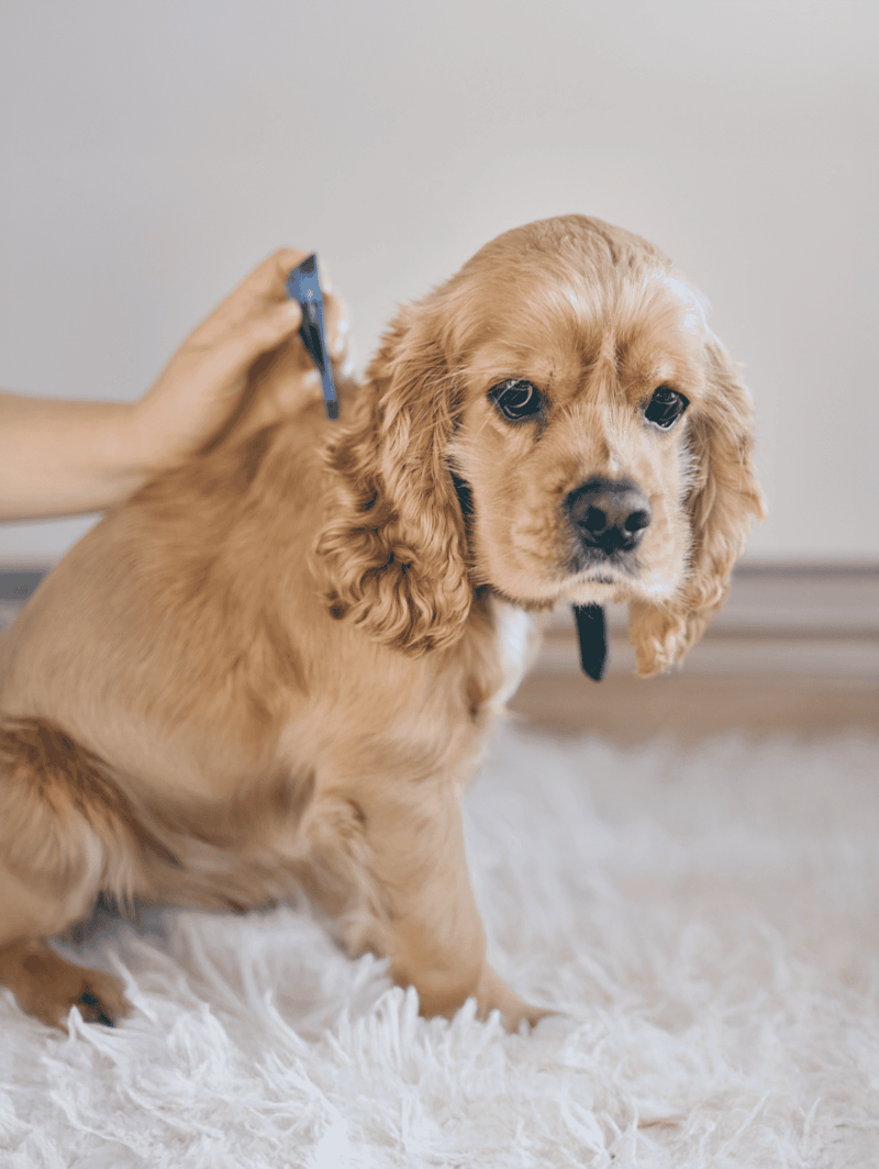 An organized puppy grooming session with a professional brush and scissors, showcasing expert pet care.