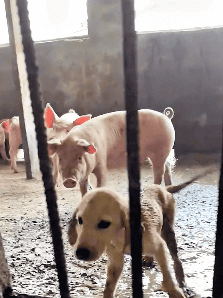 Cute piglets and a puppy behind bars in a farm setting. Adorable farm animals exploring their environment.