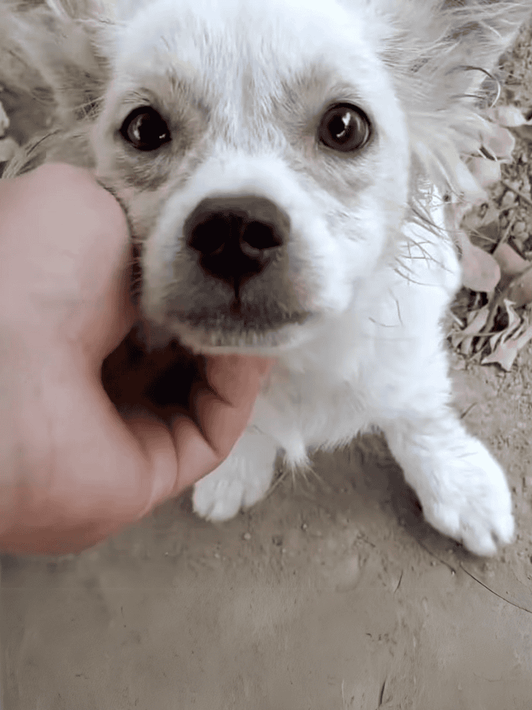 Adorable puppy being gently touched on the chin, showcasing its cute face and soft fur.