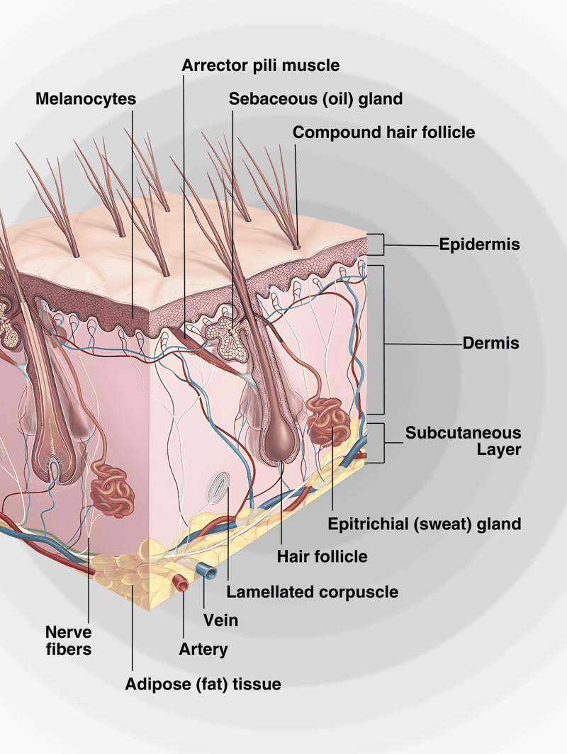 Detailed biological illustration of skin layers and structures, including hair follicles, nerve fibers, and glands.