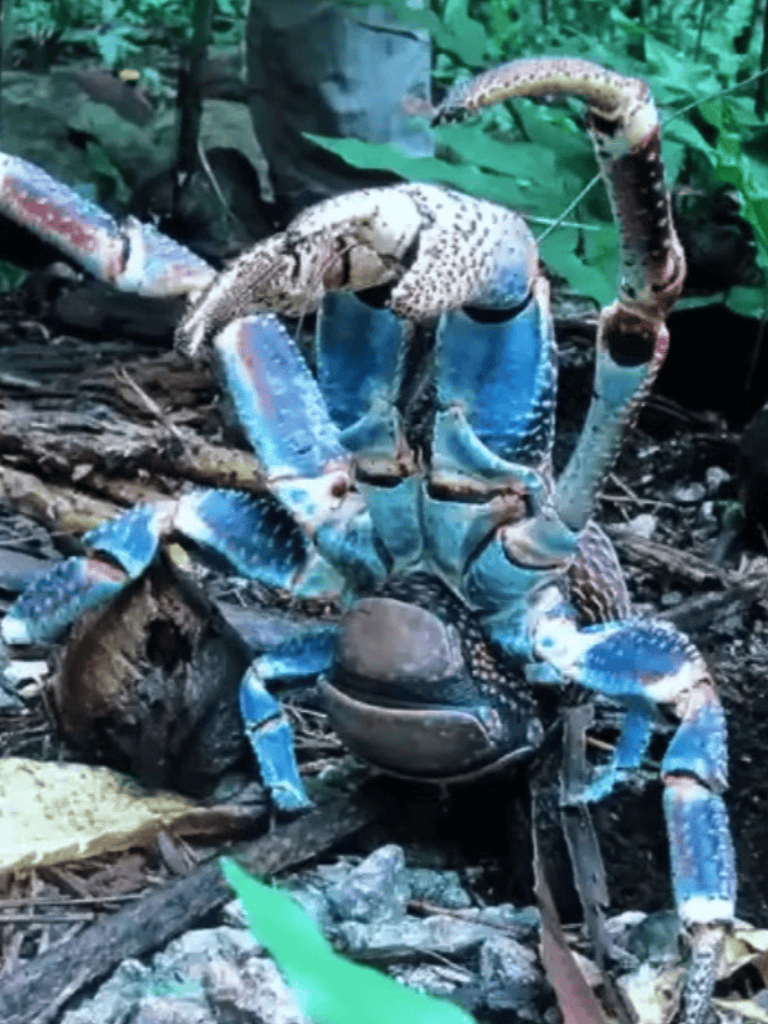 Crab outdoors in natural habitat with greenery background.