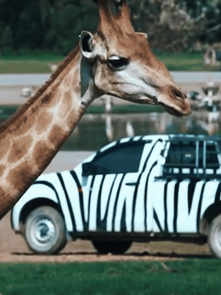 A unique black and white zebra-striped car with a giraffe head sculpture on top, parked outdoors in a scenic setting.
