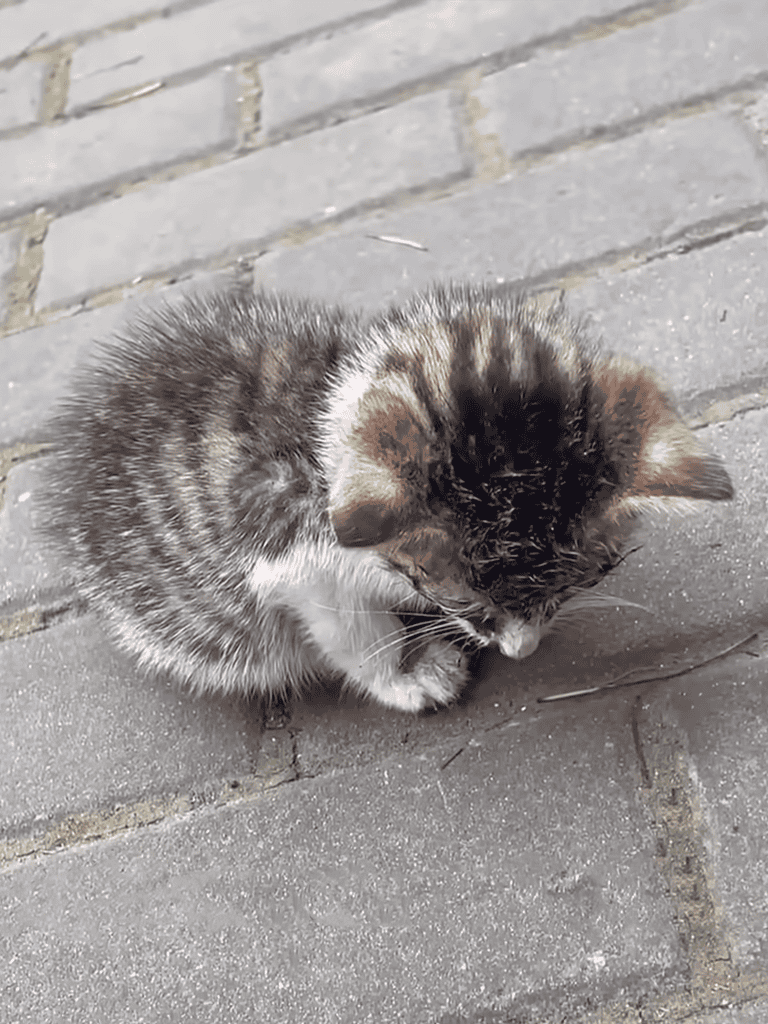Cute kitten curled up on a grey brick pavement.