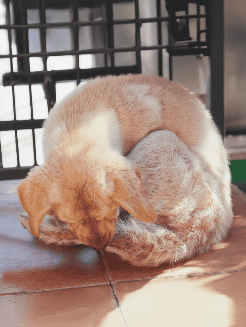 Adorable puppy curled up, resting on tiled floor near crate, showcasing dog relaxation and comfort.