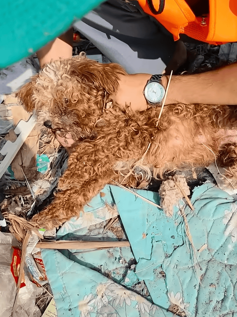 A distressed dog is rescued from debris after a disaster, showcasing emergency rescue efforts.