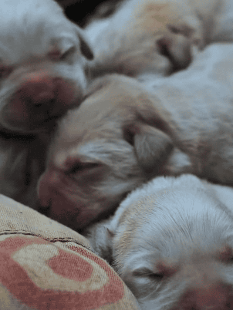 Adorable newborn puppies sleeping together peacefully.