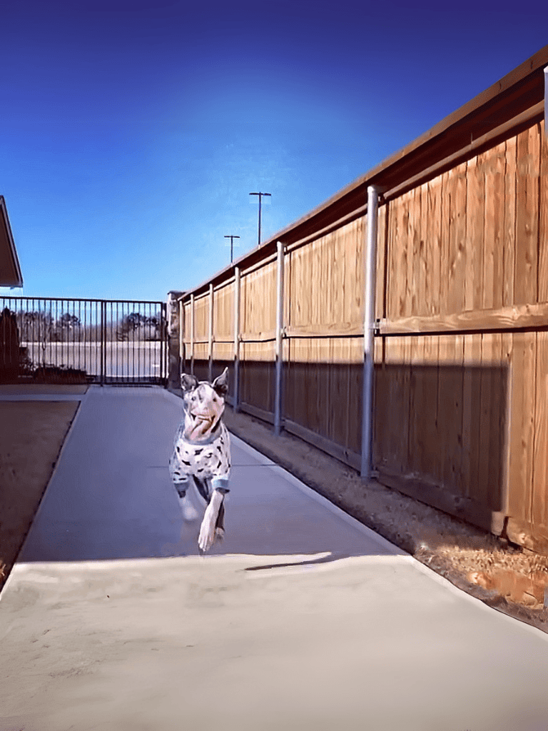 Dog running on outdoor dog run at dog daycare facility.