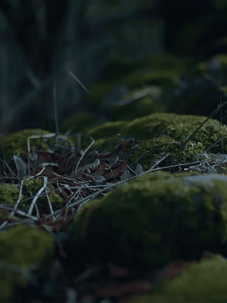 Close-up of moss-covered rocks and fallen leaves in a lush forest setting.