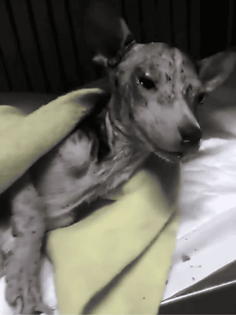 Adorable Dalmatian with unique spots receives gentle veterinary treatment.