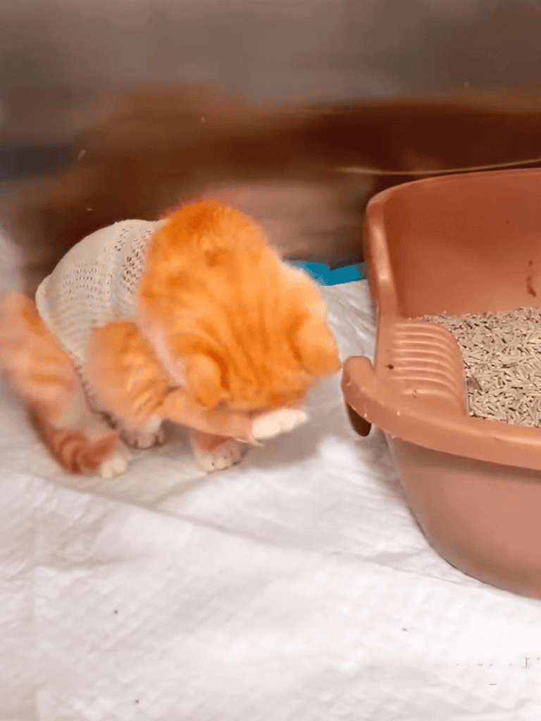 Adorable orange tabby kitten grooming itself next to a litter box for cats.
