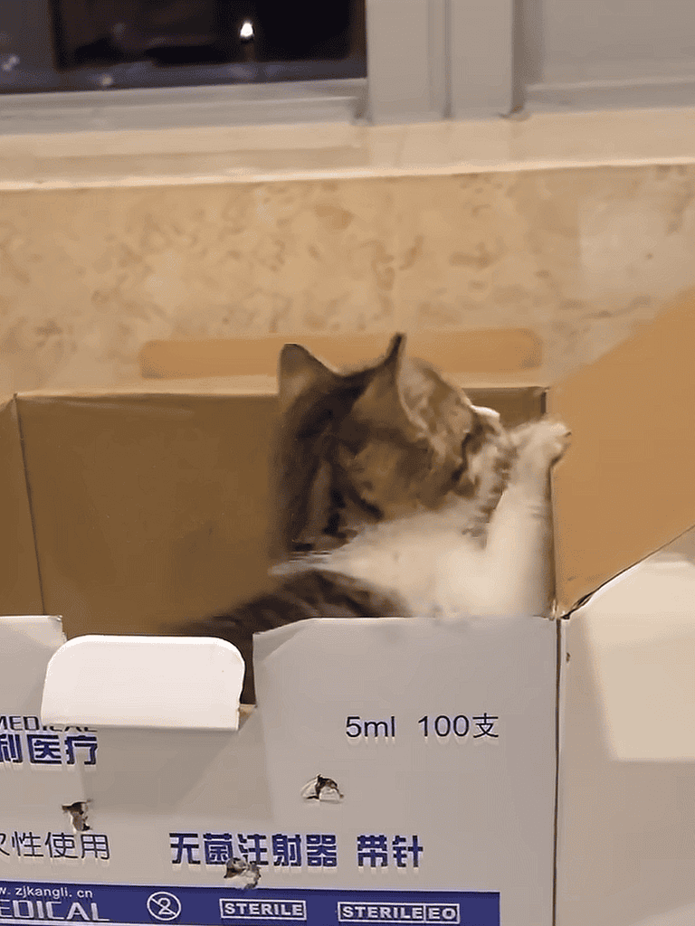 Adorable kitten sitting inside a cardboard box, surrounded by medical vials in a cozy home setting.