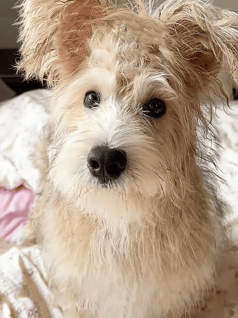 Cute puppy dog with fluffy fur and soulful eyes, perfect for pet adoption and dog care.