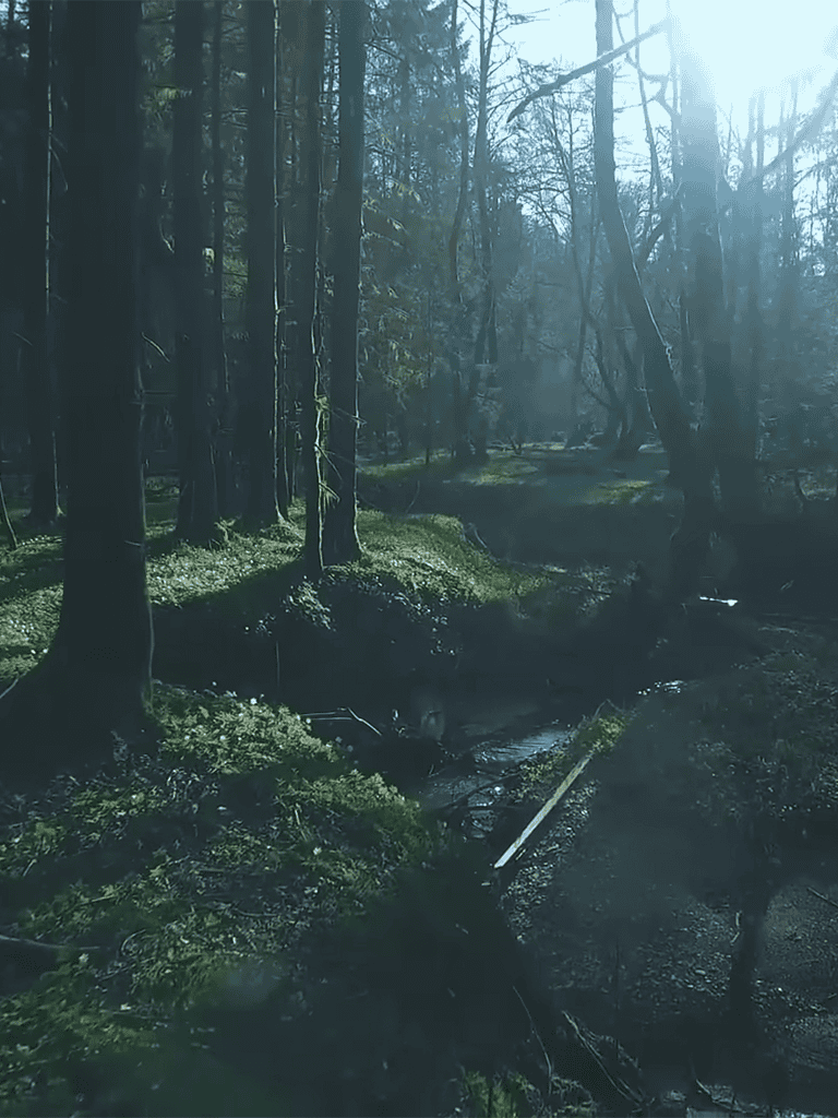 Serene forest scene with a gentle stream surrounded by tall trees and sunlight filtering through the branches.