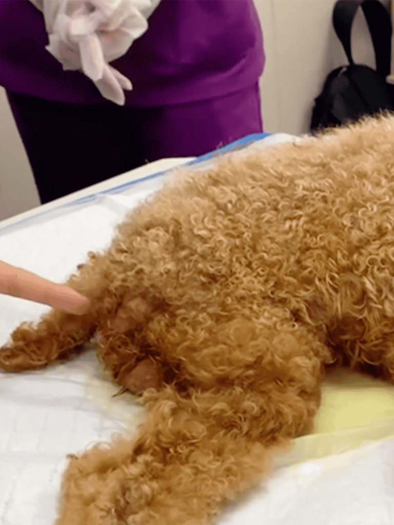 Dog lying on examination table, getting a checkup at the veterinarian clinic.