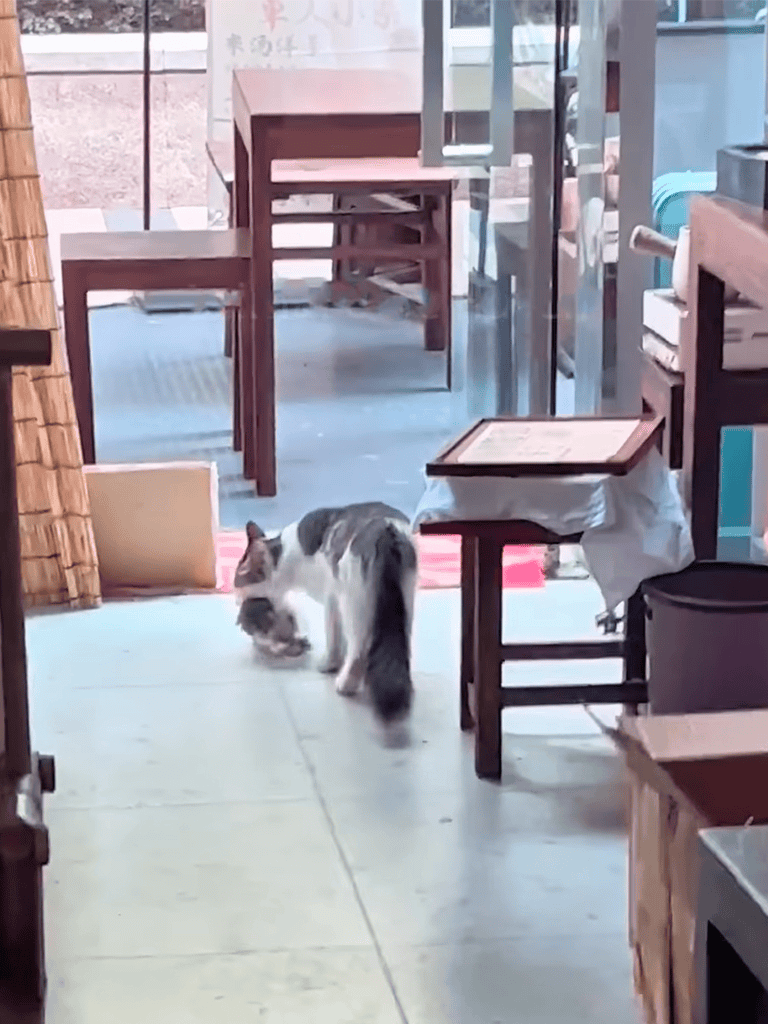 Adorable cat exploring a cozy cafe interior.