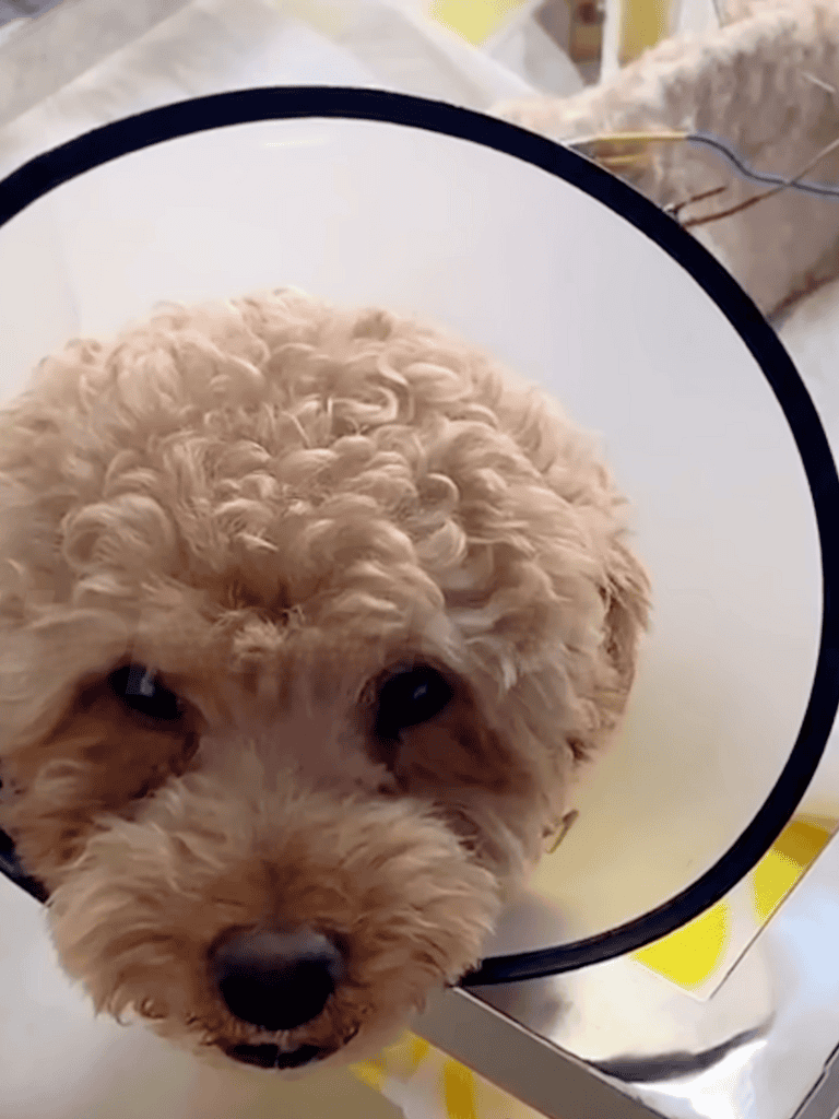 Dog in Elizabethan cone collar resting after grooming, showing curly fur and friendly eyes. Perfect for pet care and grooming services.