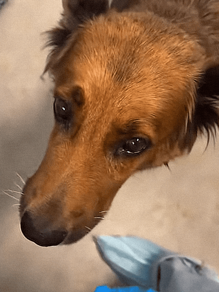 Dog grooming and care | Dogfix.com professional pet grooming.