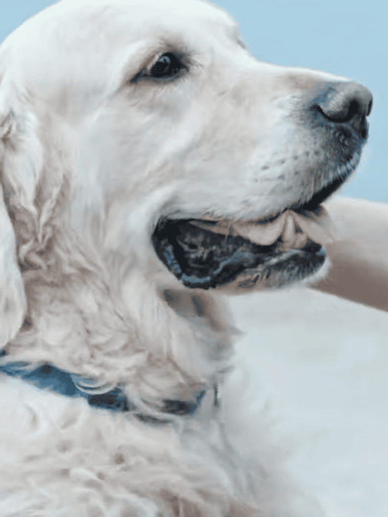 Happy Labrador Retriever dog close-up.