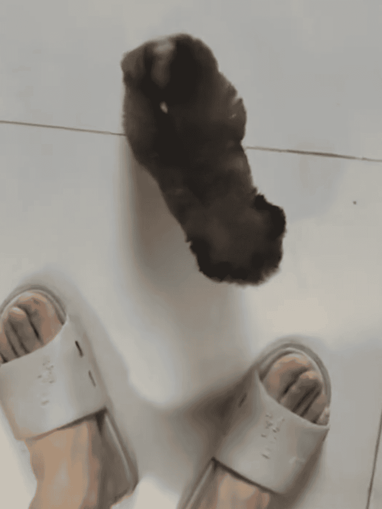 Cute puppy on tile floor, small furry dog looking up, playful pet, indoor pet care.