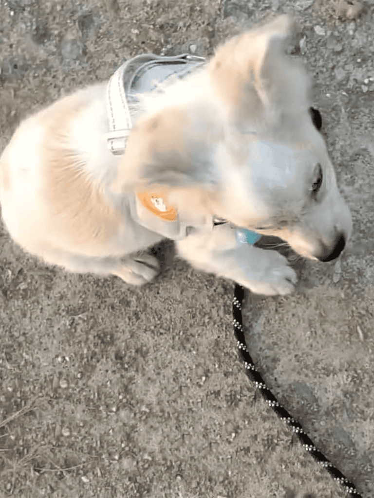 Adorable young Labrador dog with collar on outdoor dirt ground.