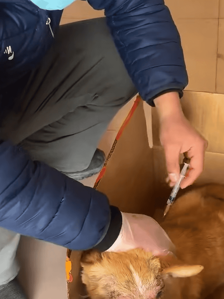 Pet vaccination and health checkup in progress.