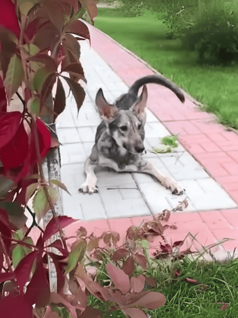 Adorable dog stretching on garden path with greenery in background. Perfect for dog lovers and pet care content.