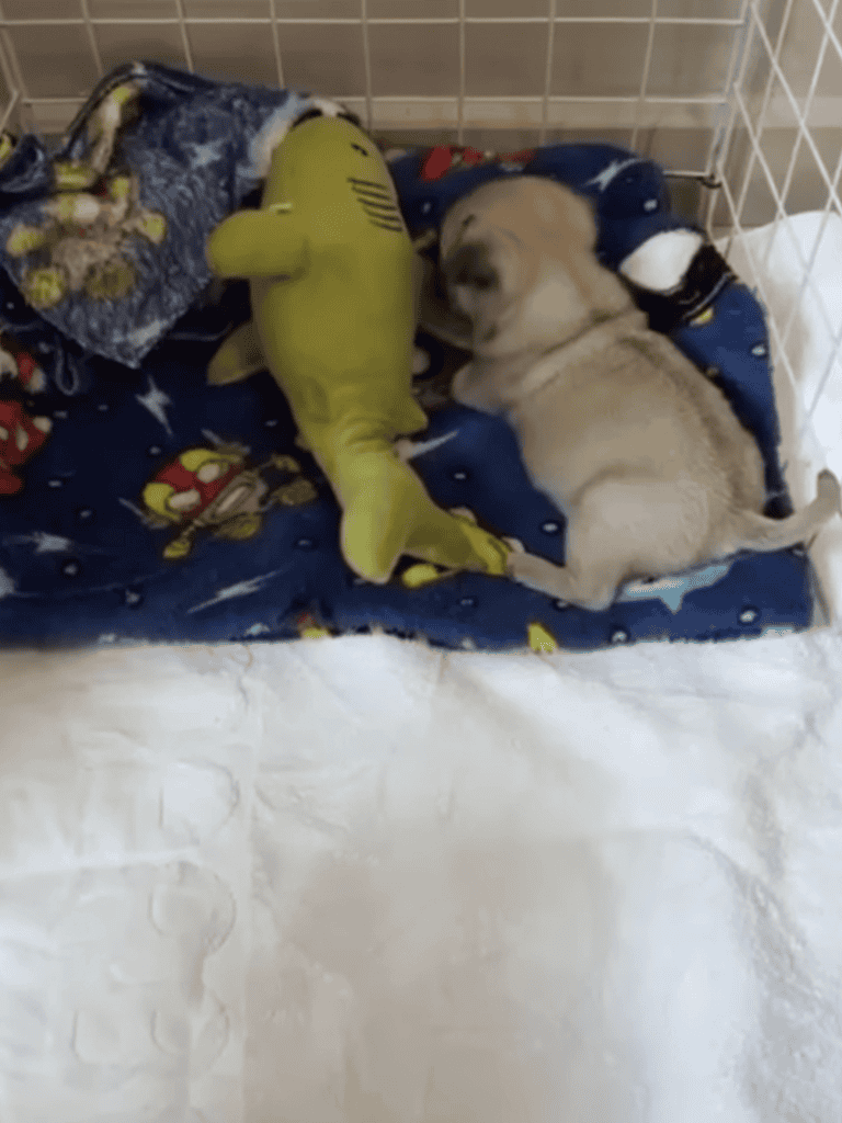 Adorable puppy resting with a plush shark toy in a cozy dog crate. Perfect for pet lovers and dog care enthusiasts.