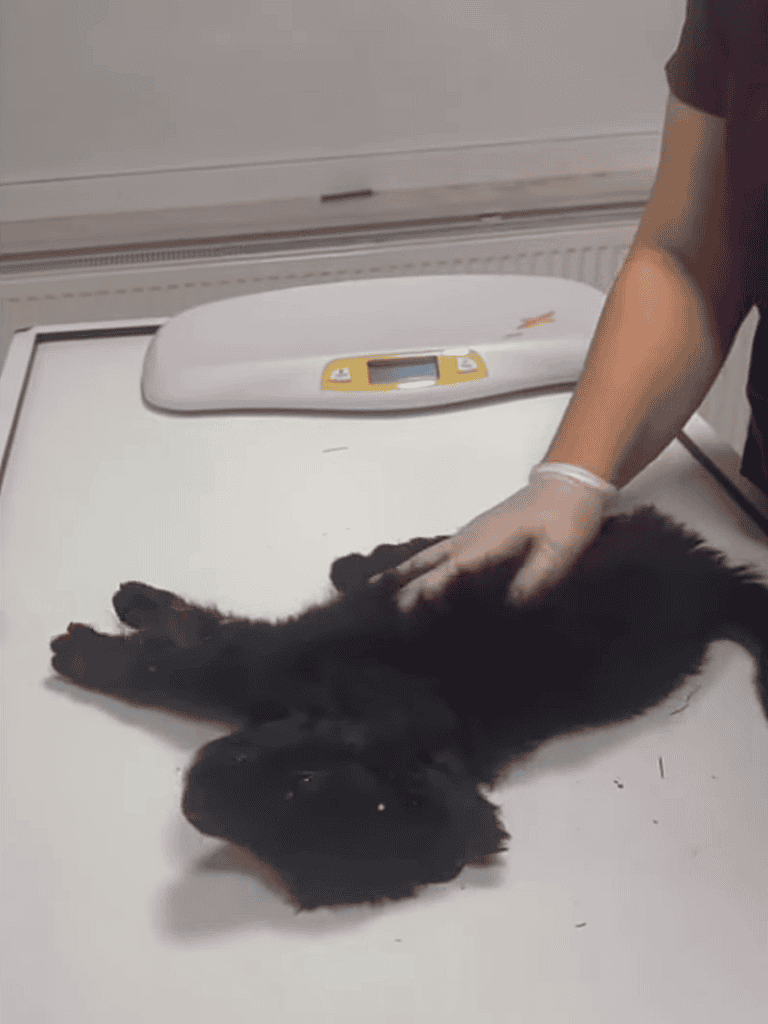 Dog weighing at veterinary clinic with digital scale and professional handling.