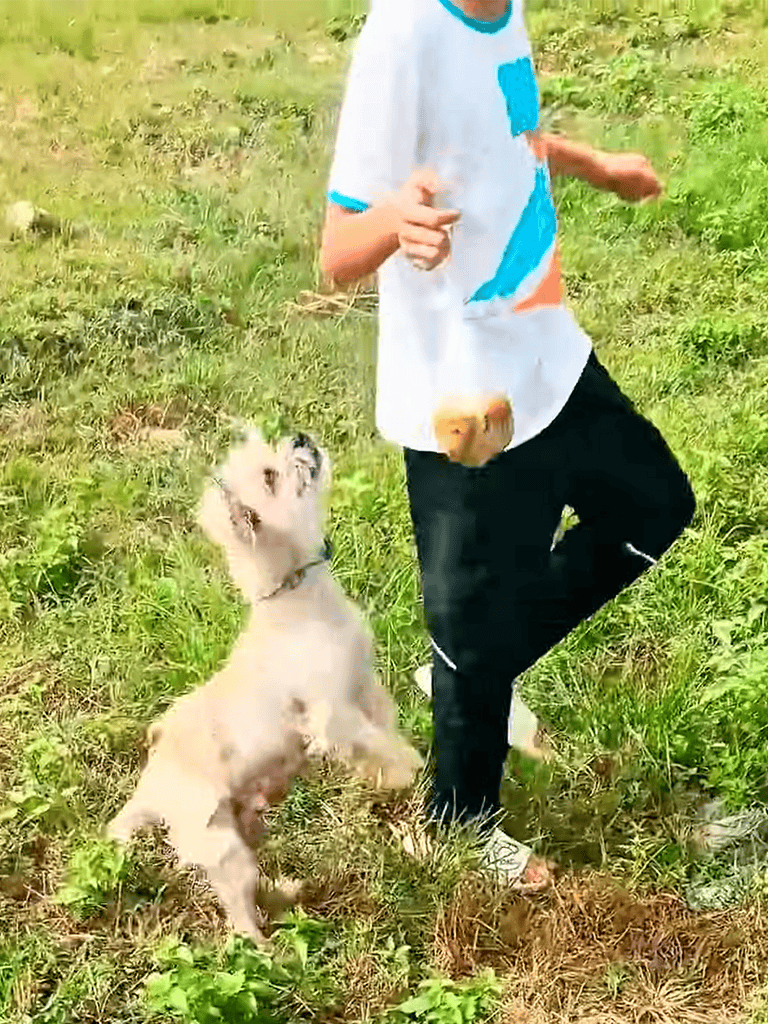 Cute puppy jumping towards child playing fetch in green field.