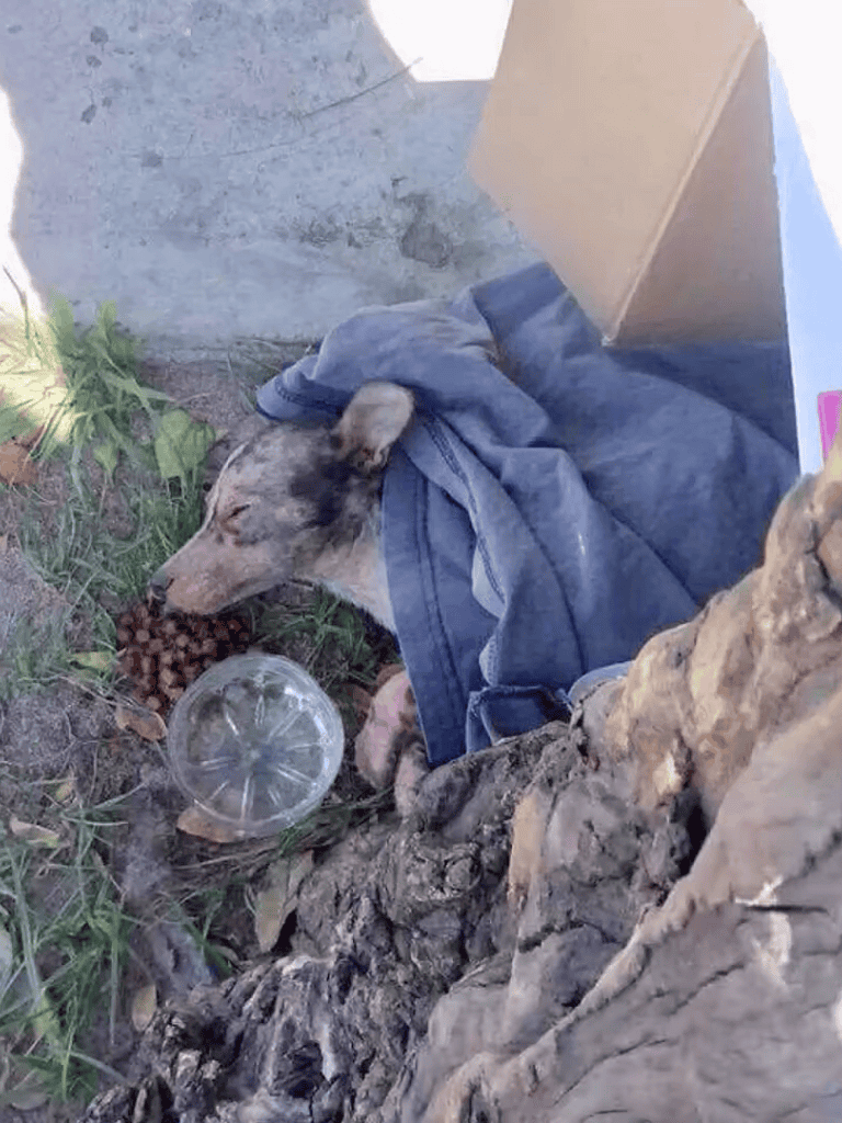 Dog resting under a tree with food and water.